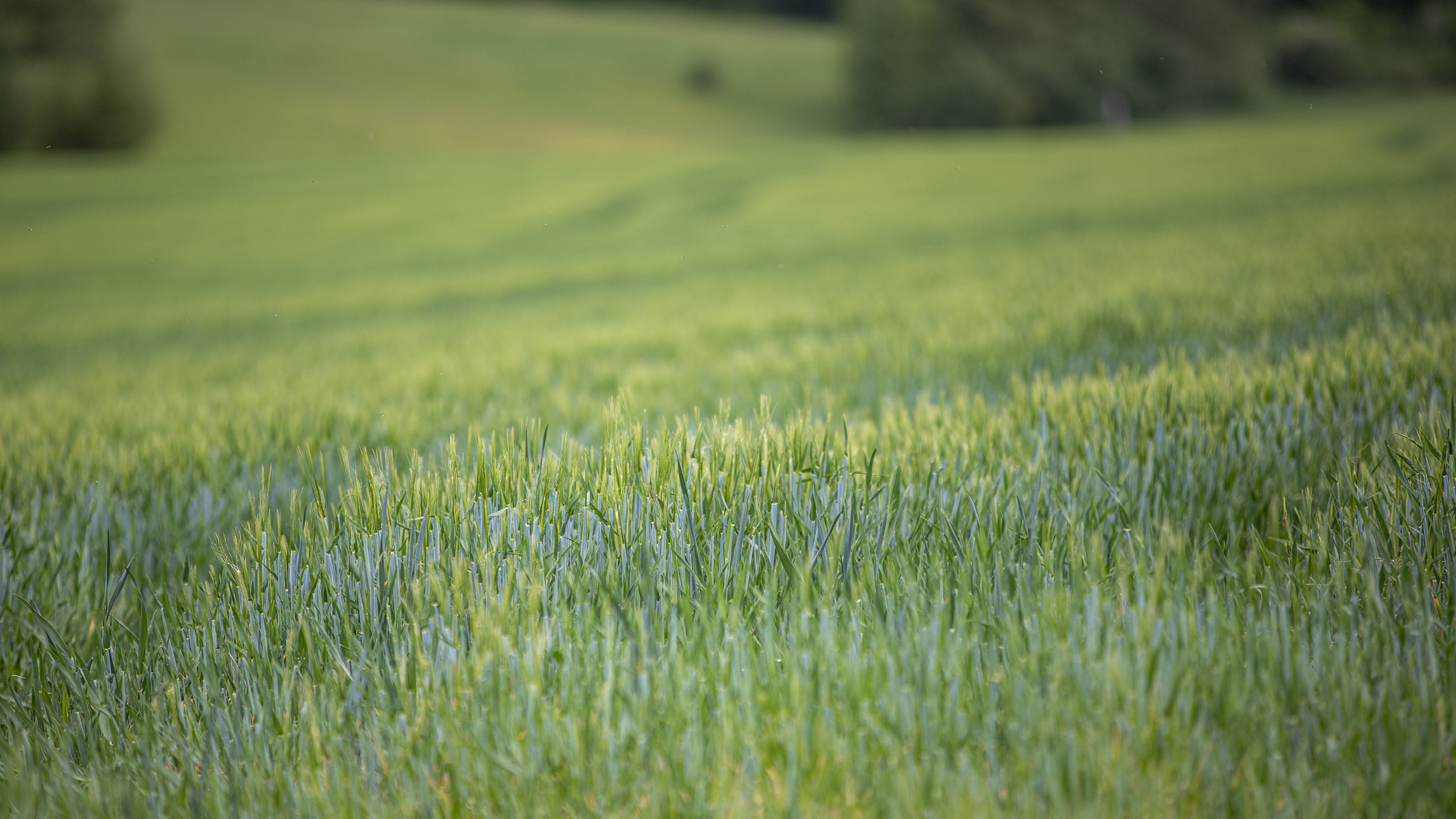 20250503135036 RD4 2522